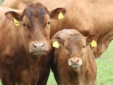 農研機構、和牛の近交度をゲノム情報で評価する技術を開発