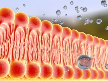 沖縄科学技術大学院大学河野准教授ら、「細胞膜損傷から細胞の老化が始まる」