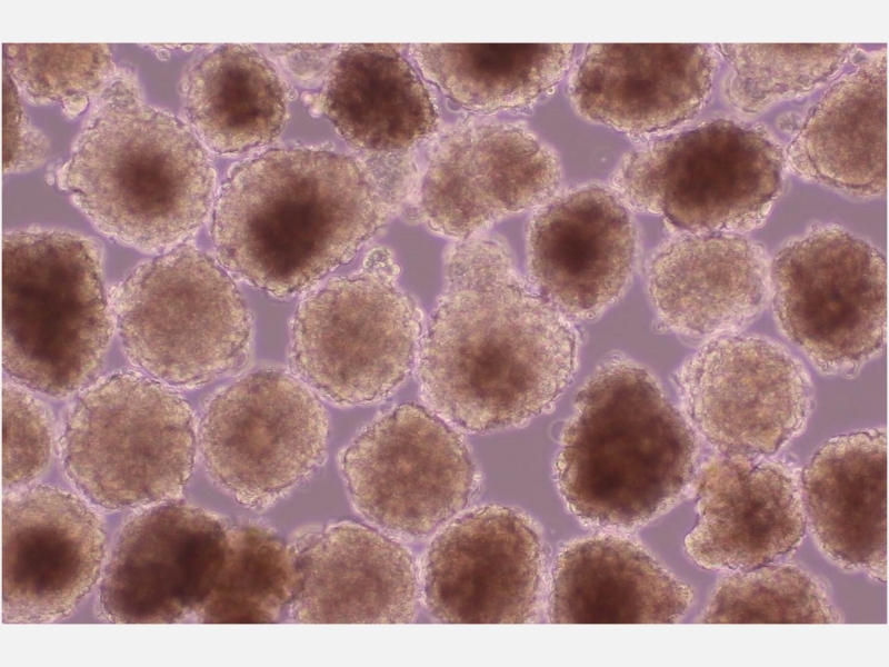 日経バイオテクONLINE：総合トップ