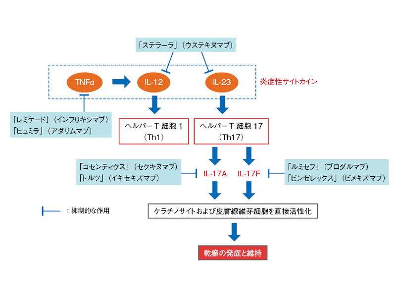 図解 乾癬　田辺製薬株式会社 乾癬治療薬、ブロックバスターが8品目ある中で複数の新薬が続々と登場