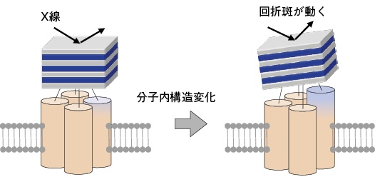 量子ビーム1分子計測の時代が到来 日経バイオテクonline 量子ビーム1分子計測の時代が到来 日経バイオテクonline